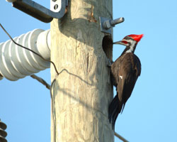 woodpecker bird control and removal nuisance wildlife woodpecker bird control and removal nuisance wildlife